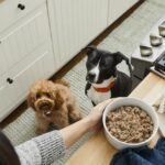 Get Farmer’s Dog FREE TRIAL! Over $100 worth of FREE Dog Food Thumbnail