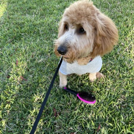 Take an EXTRA 40% off select Pet supplies with Promo code: NEW40 Thumbnail