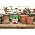 ONLY $8! Miracle-Gro Water Soluble Rose Plant Food 1.5 lbs. (was $14.74) Thumbnail